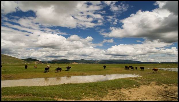 Description: Description: shangri_la Yaks.jpg