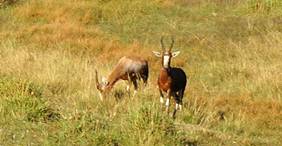 _DSC2377 Besst Buck.JPG
