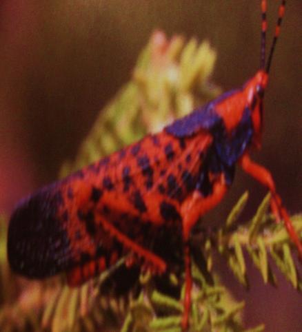 015b Leichards grasshopper.JPG