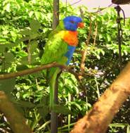 P8030103 rainbow lorikeet.JPG