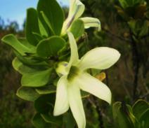 P8300093 Antocercis viscosa, sticky white flower.JPG