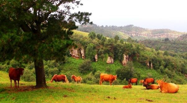 CIMG2676 Cattle in the Pyrenees.jpg
