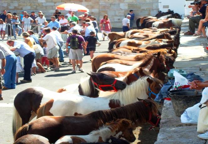 DSC03427 Mare and Foal sale, Basque country.jpg