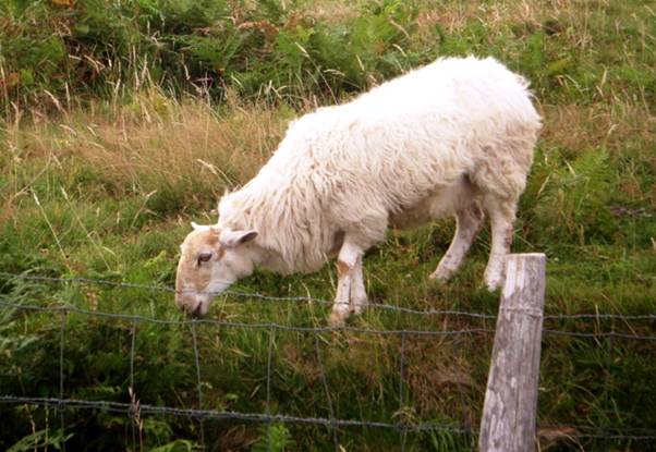 CIMG2682 Pyrenean sheep.jpg