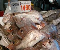 Snapper.jpg