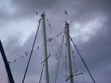 1. White Cockatoos gathering on rigging.JPG
