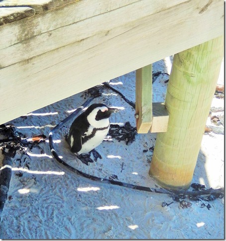 Boulders Beach Penguins 4