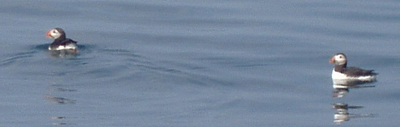 Two puffins