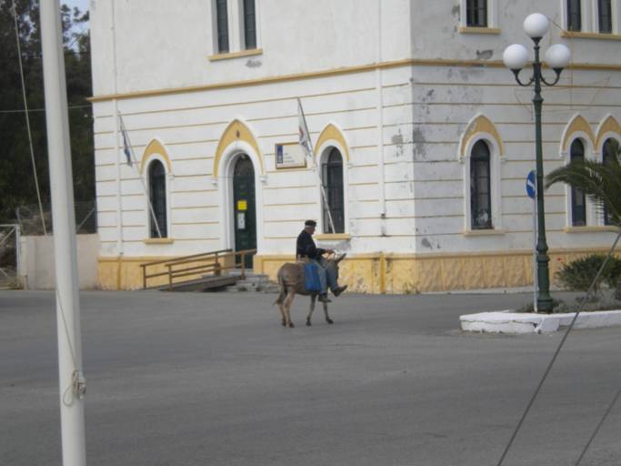 Donkey Transport to grocery store.JPG