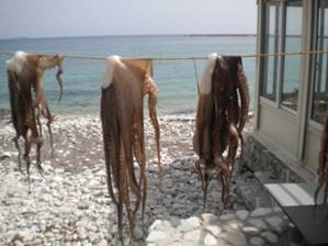Drying octopus at restaurant.JPG