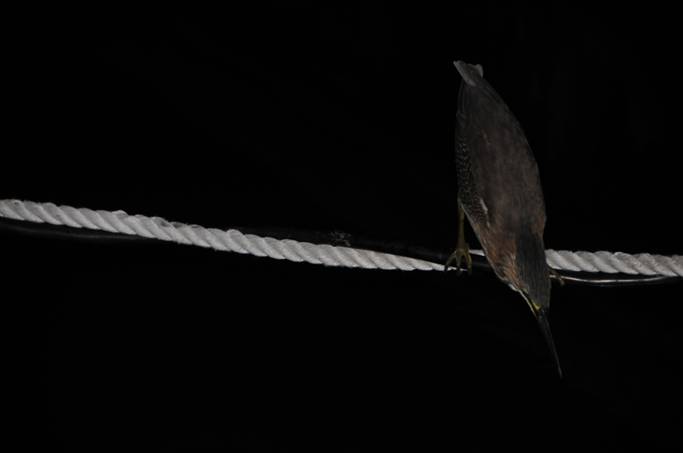 Green Heron.JPG