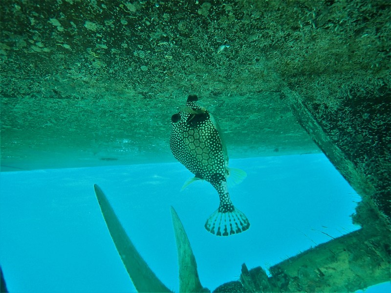 puffer