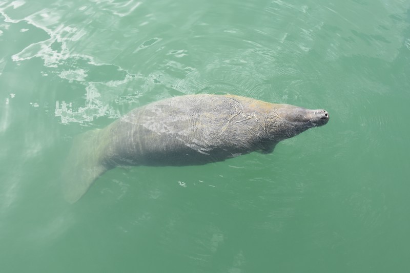 manatee