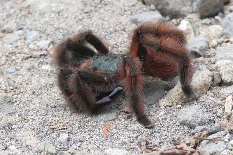 tarantula