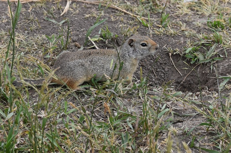 gopher