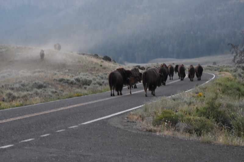 bison