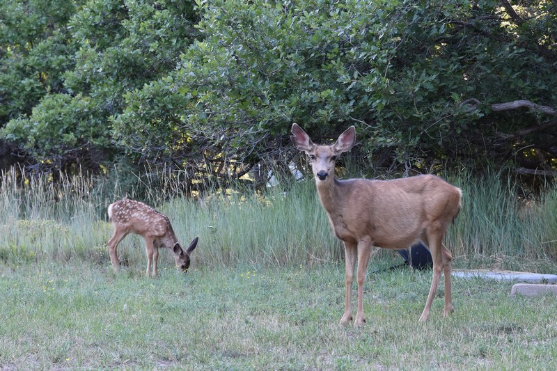 deer