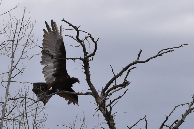 vulture