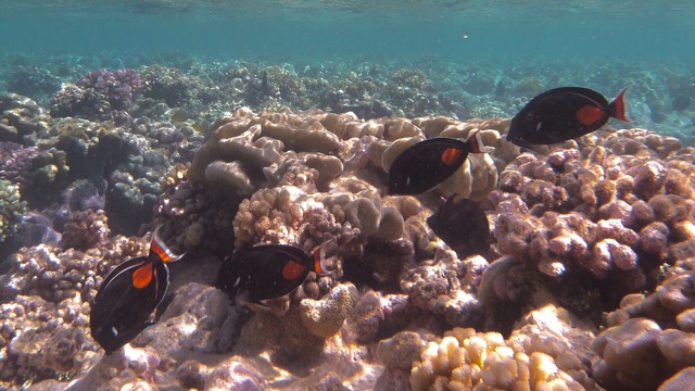 P1130599.jpg