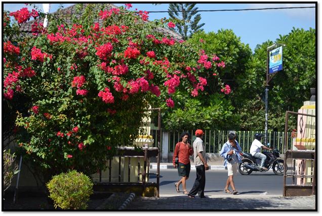 Description: C:\Users\Cheryl\Desktop\Indonesia\Palau Alor\Kalabahi, alor Island Day Two\DSC_0002.JPG