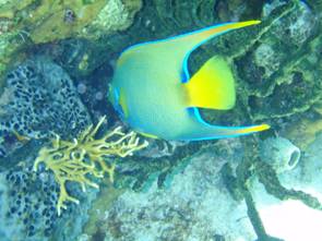 Exuma's, Bahama's 129