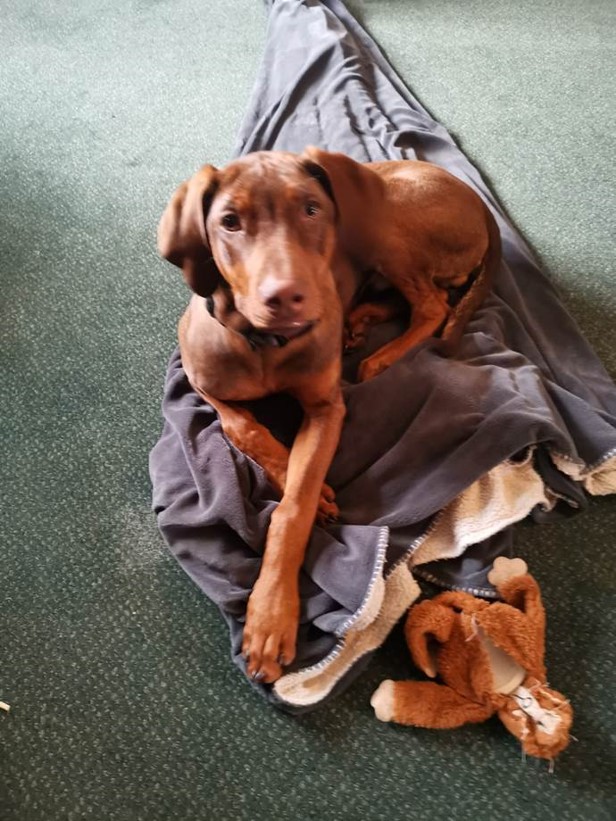 A dog lying on a person's lap

Description automatically generated with low confidence