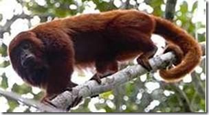 howler monkey