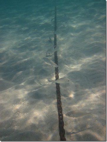 IMG_0567 Small fish around anchor chain