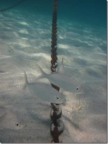 IMG_0568 Small fish around anchor chain