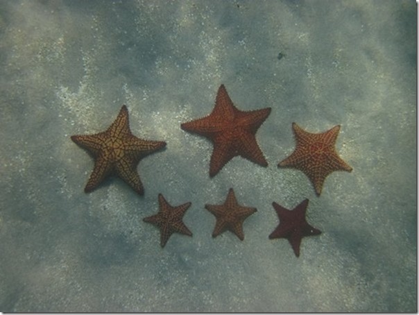 IMG_0575 Stars of Marigot Bay