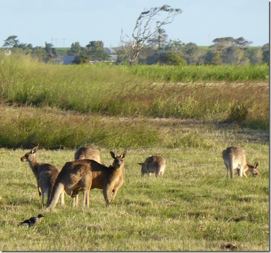 kanga 2