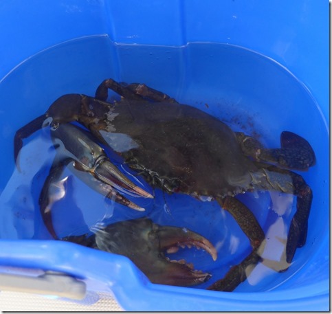 crab sm