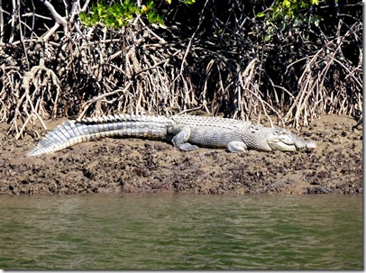 croc pd