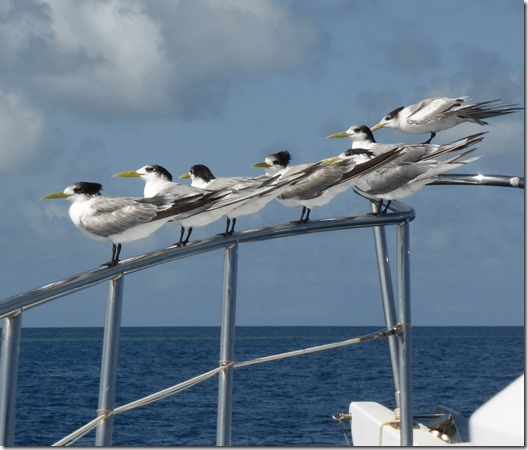 birds