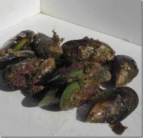 mussels