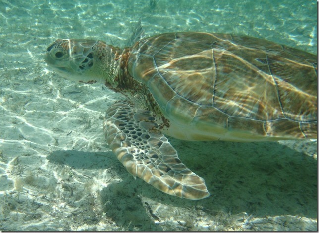 blog close turtle