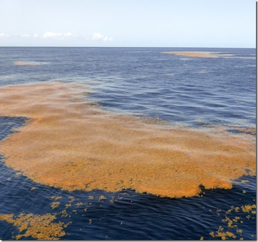b martinique sargassum