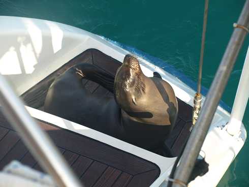 m_seal.jpg m_seal.jpg