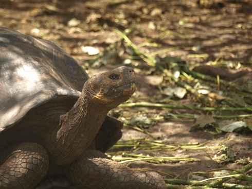 m_Galapagos 6.jpg m_Galapagos 6.jpg