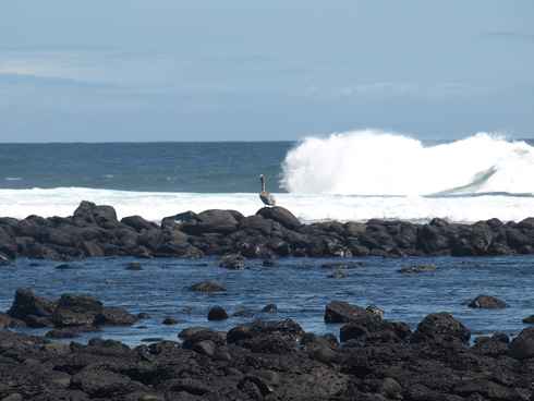 m_Galapagos 10.jpg m_Galapagos 10.jpg