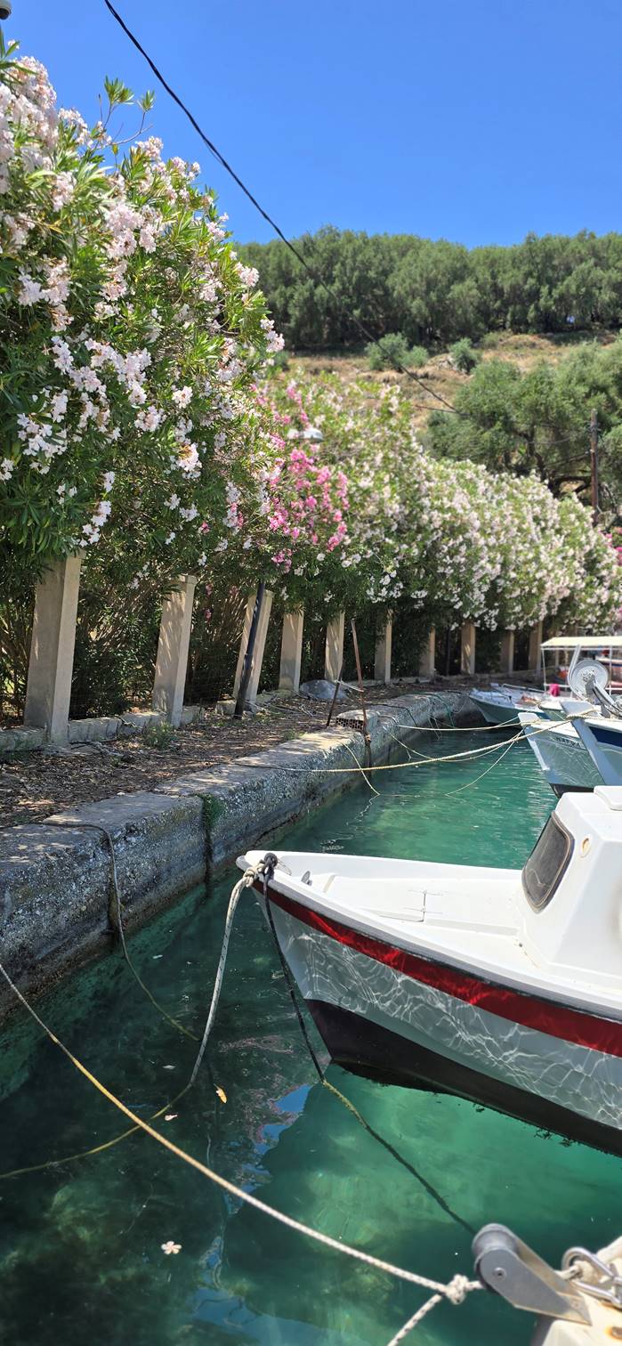 A row of flowers next to a boat

Description automatically generated